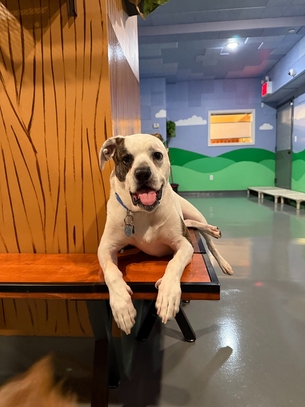 Dog at BB's Playhouse, photo 1 of 20