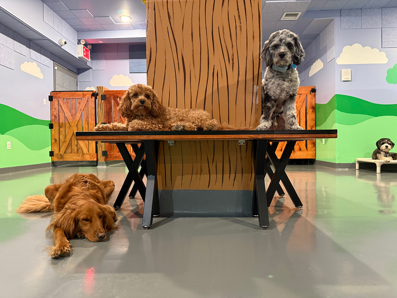 Dog at BB's Playhouse, photo 12 of 20