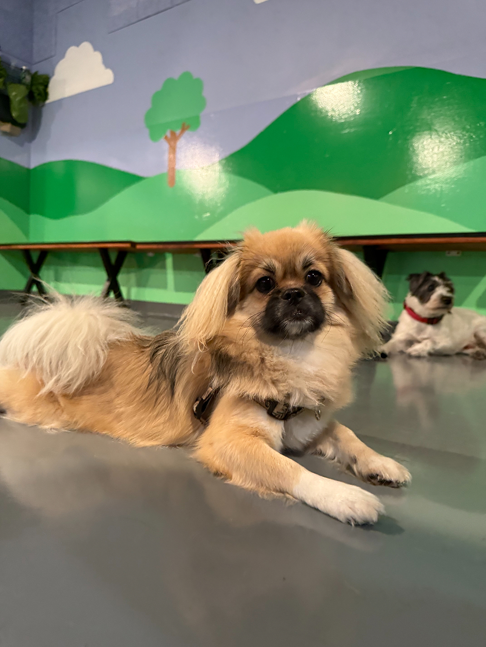 Dog at BB's Playhouse, photo 13 of 20