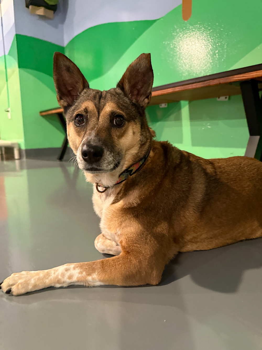 Dog at BB's Playhouse, photo 14 of 20