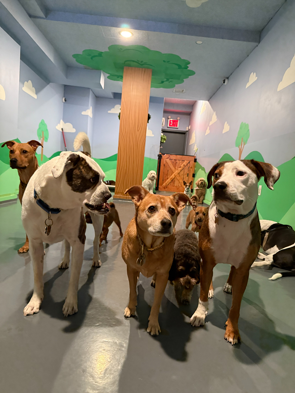 Dog at BB's Playhouse, photo 15 of 20