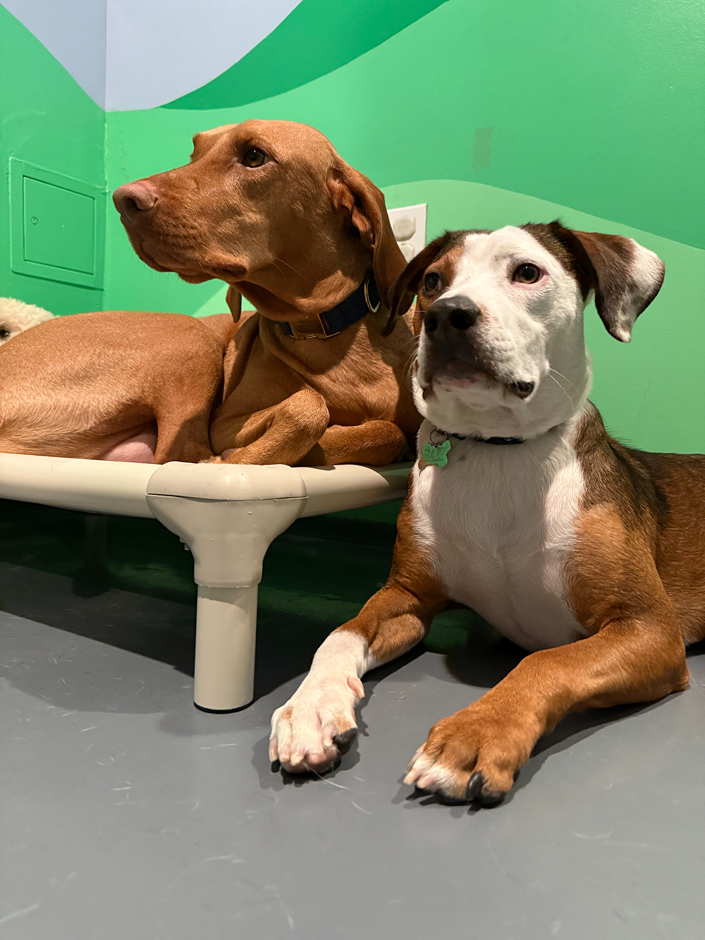 Dog at BB's Playhouse, photo 16 of 20
