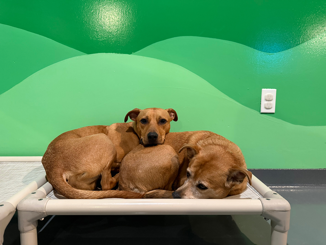 Dog at BB's Playhouse, photo 19 of 20