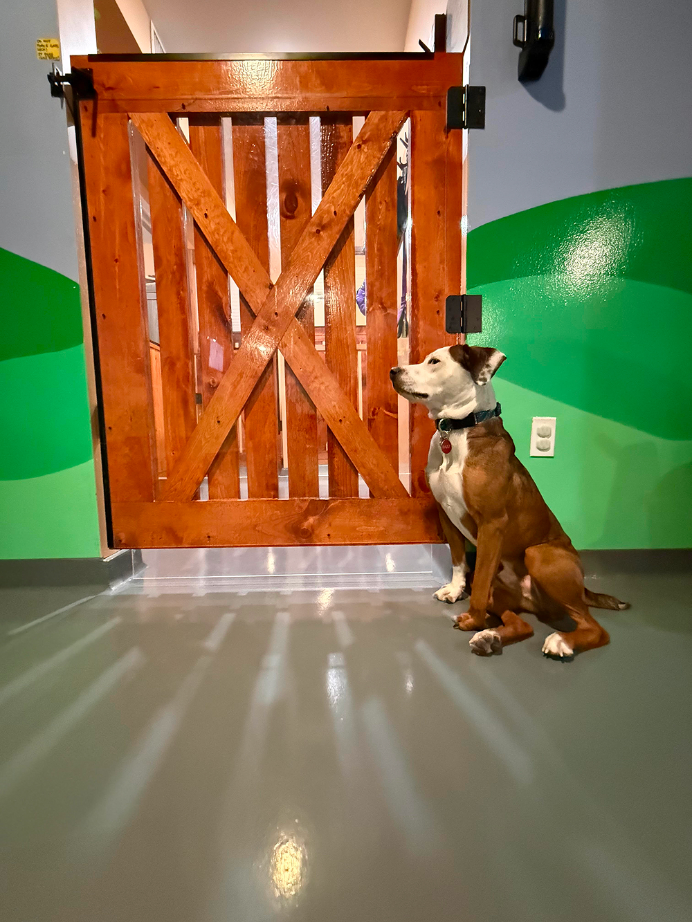 Dog at BB's Playhouse, photo 2 of 20
