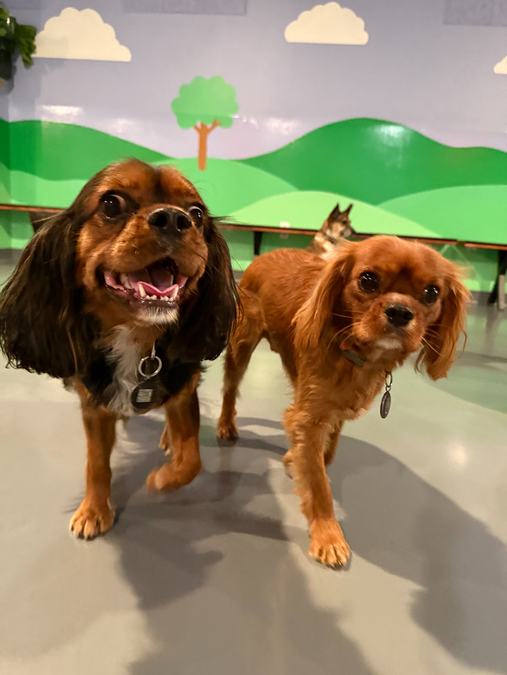Dog at BB's Playhouse, photo 20 of 20