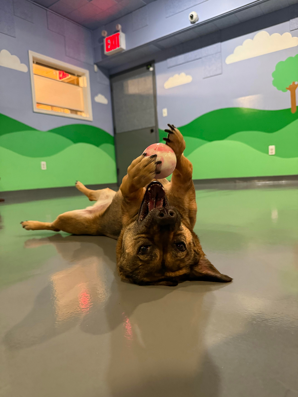Dog at BB's Playhouse, photo 3 of 20