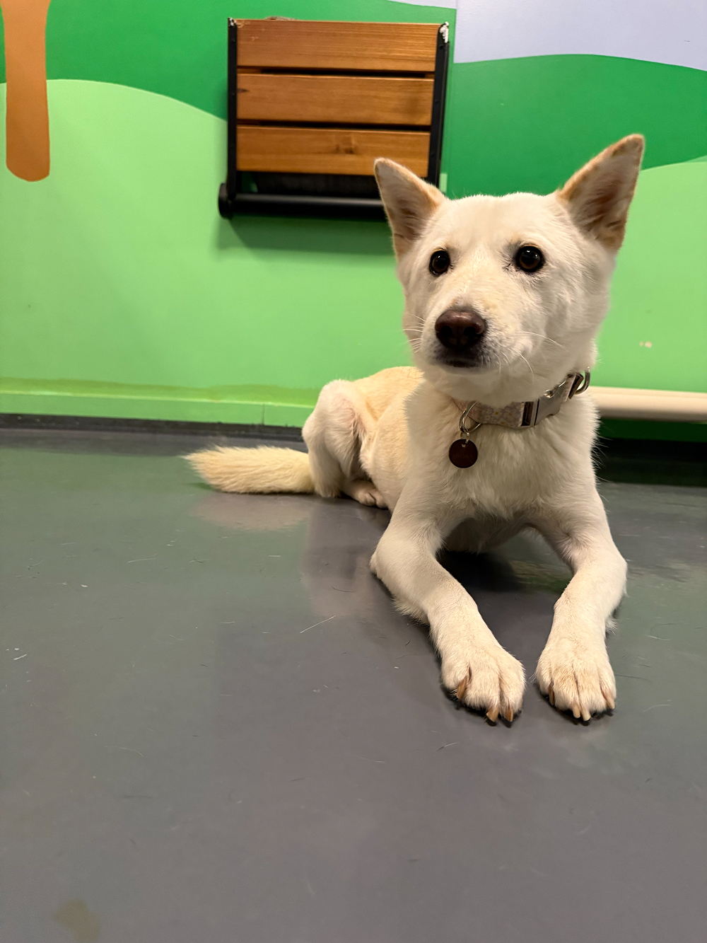 Dog at BB's Playhouse, photo 4 of 20