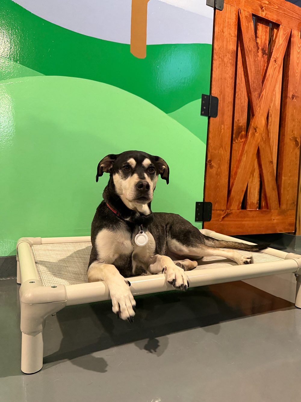 Dog at BB's Playhouse, photo 6 of 20