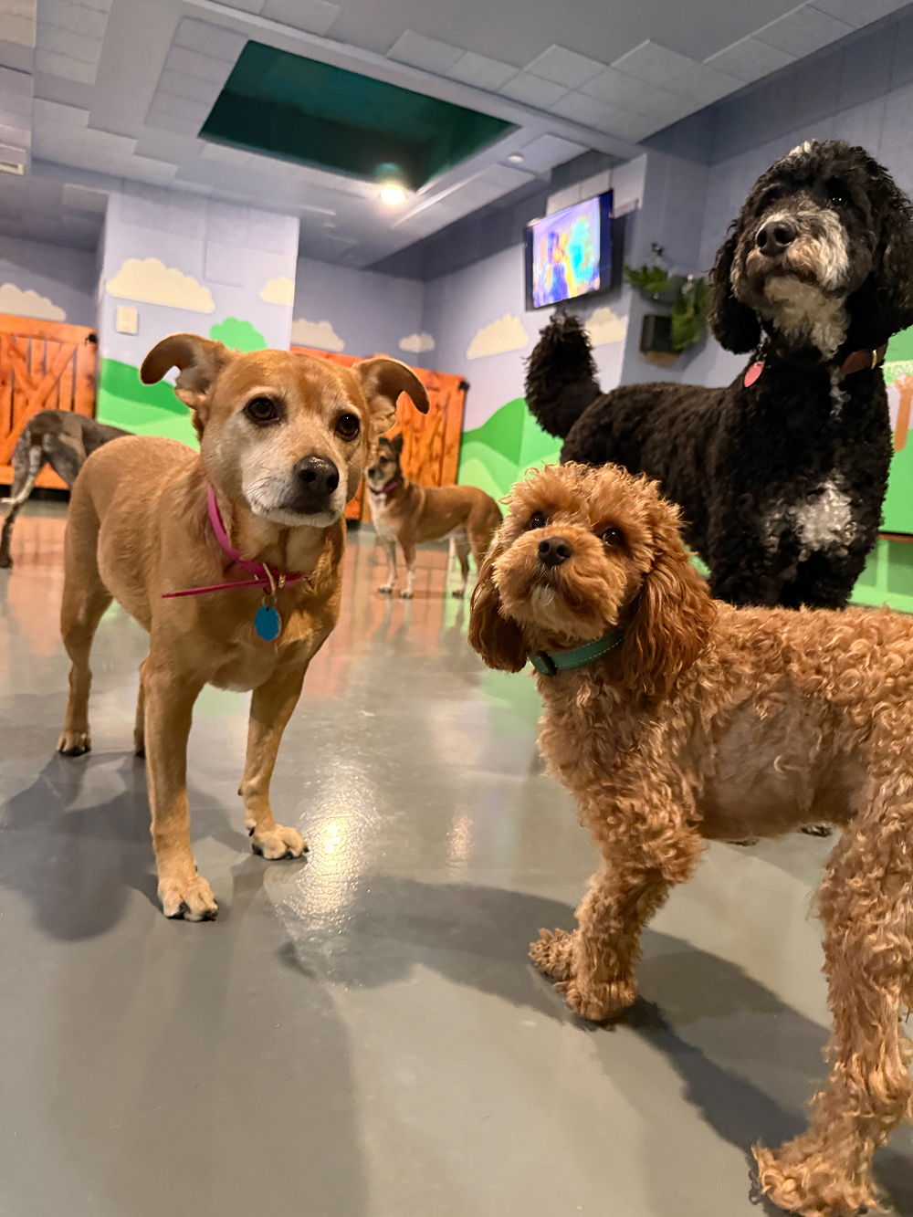Dog at BB's Playhouse, photo 7 of 20