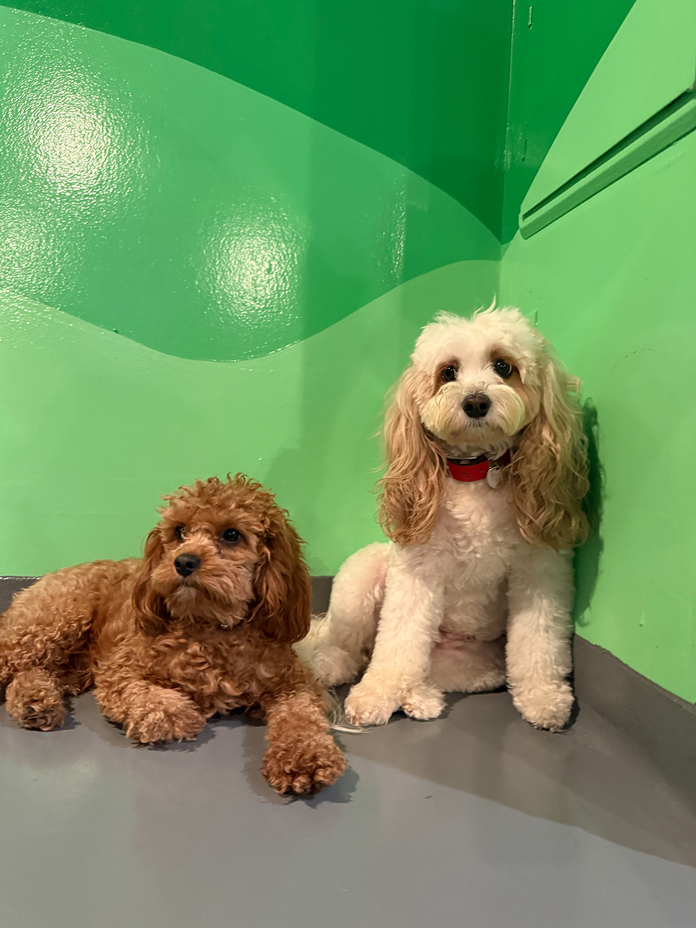Dog at BB's Playhouse, photo 9 of 20